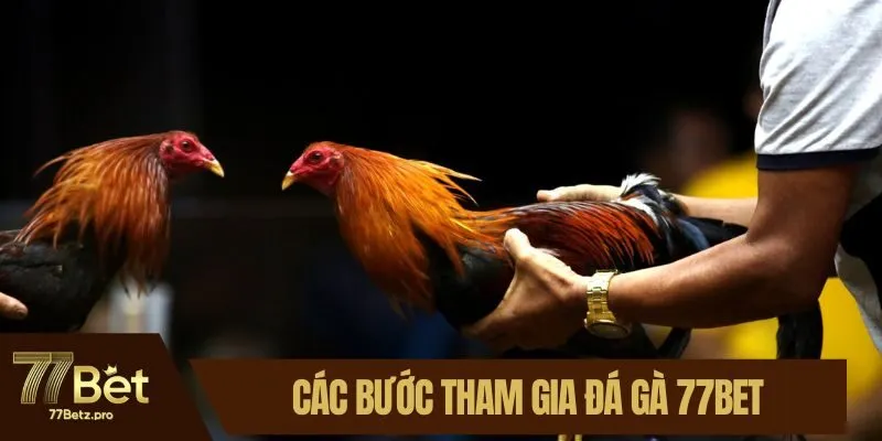Các bước tham gia đá gà 77BET