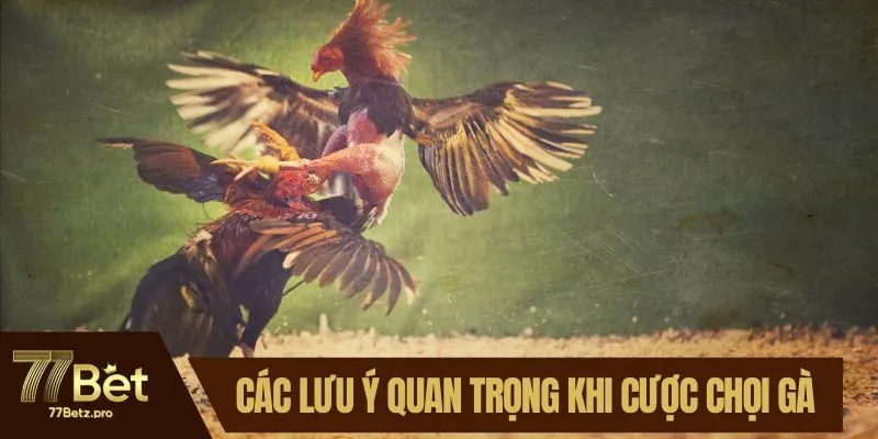 Các lưu ý quan trọng khi cược chọi gà